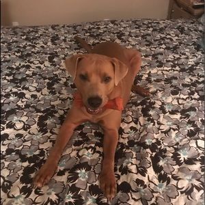 Meet your Posher, Francesca